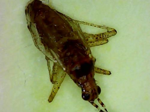 Dicyphini